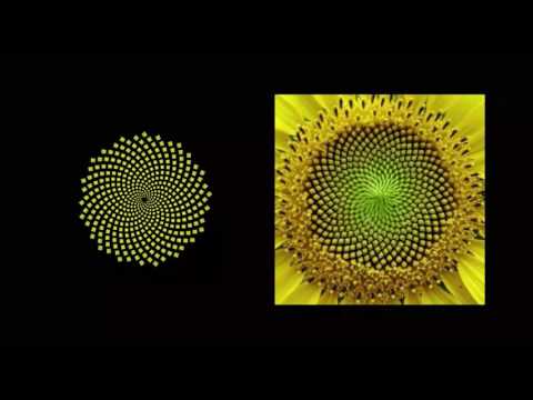 sunflower emerging