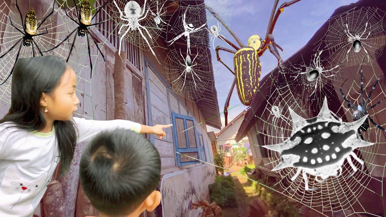 Hunting TOP Spider in Around House! Catch Giant Golden Spiders, Weaving Orb and Gagamba with My Kids