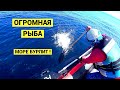 Огромная рыба. Море бурлит!