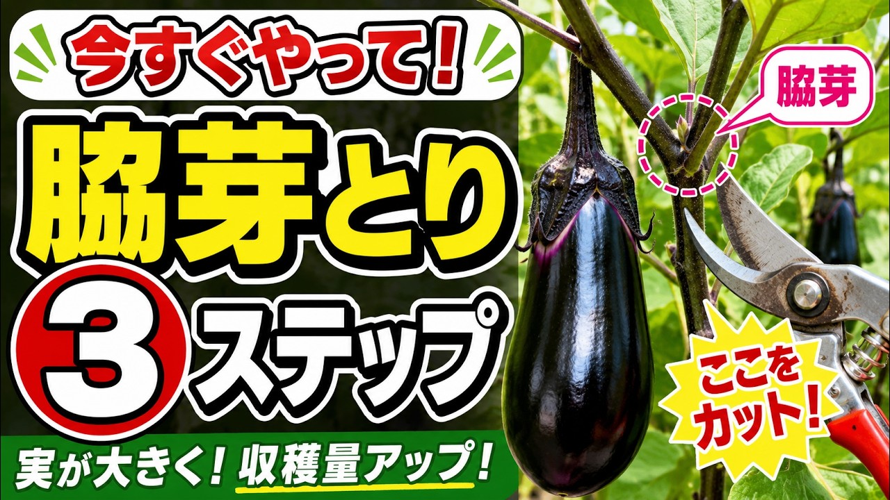 ナス の 実 が 大きく ならない