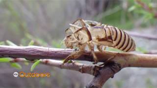 Fish Tech Fishing Tip: Fly Fishing Cicada Season