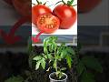 Grow tomatoes from seeds #gardening #tomato #tomato seed #ytshorts