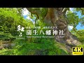 【和み】蒲生八幡神社／境内には日本一の巨樹／WABISABI（4K映像）
