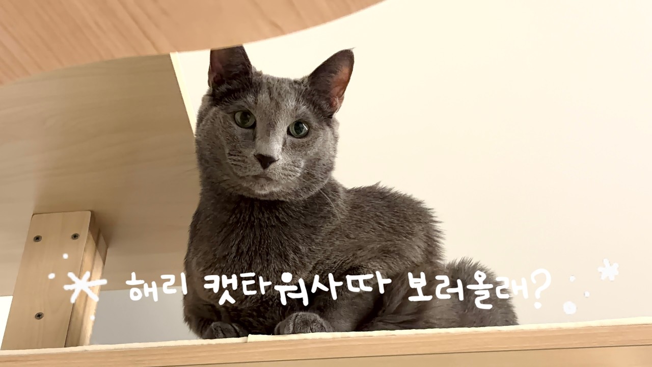 Hi! harry | 딸기뷔페가 6만원🍓새로산 캣타워에서 놀고쉬는 고냥이 브이로그😻 🫶🏼