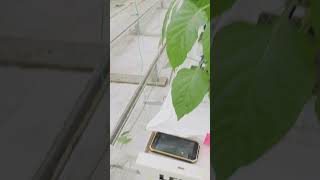 Ridder Productive at Lebo Farms
