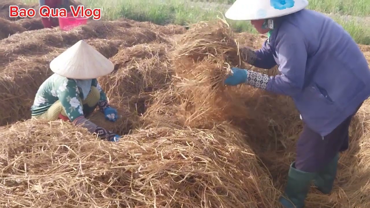 Hái núm chợ mới an giang...