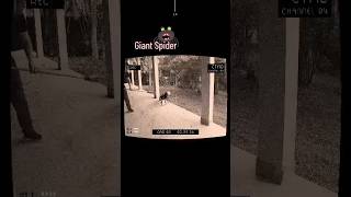 Scariest things caught on camera 📸🤳 || Giant Spider #shorts #giant #scary screenshot 3