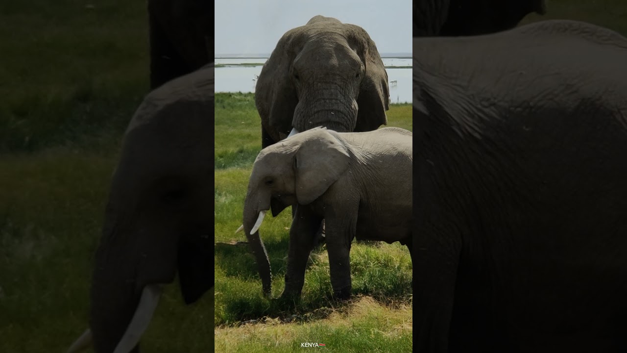 "Experience the Thrill of Kenya Safari 2023 in Stunning 4K Wildlife Footage"