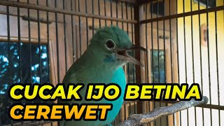 Aksi Cucak Ijo Betina Cerewet Abis!!! Suara Gacornya bikin Cak Ijo Jantan Gacor Gak Mau Berhenti