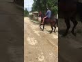 Mi hermoso caballo en Cuba