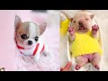 Baby Dogs - Cute and Funny Dog Videos Compilation #7 | Aww Animals