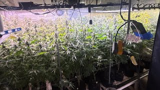 Vented grow week 7 of flower. Hella new seedling rounds started 👀 