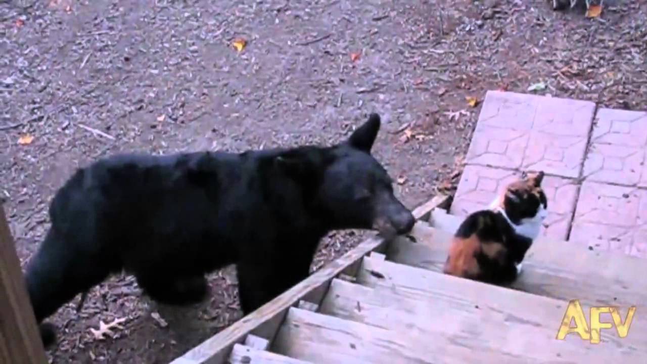 Katt räds inte stor björn