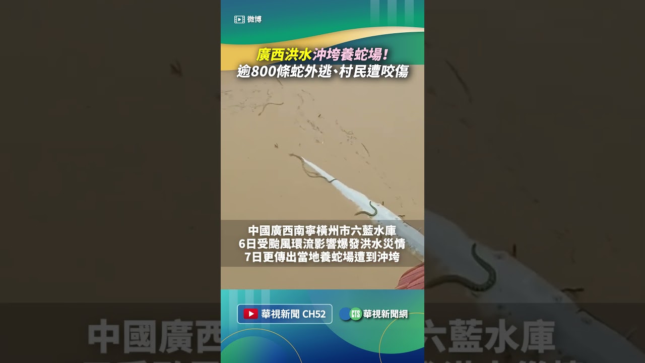 廣西洪水沖垮養蛇場！　逾800條蛇外逃、村民遭咬傷｜👍小編推新聞20260707 #shorts