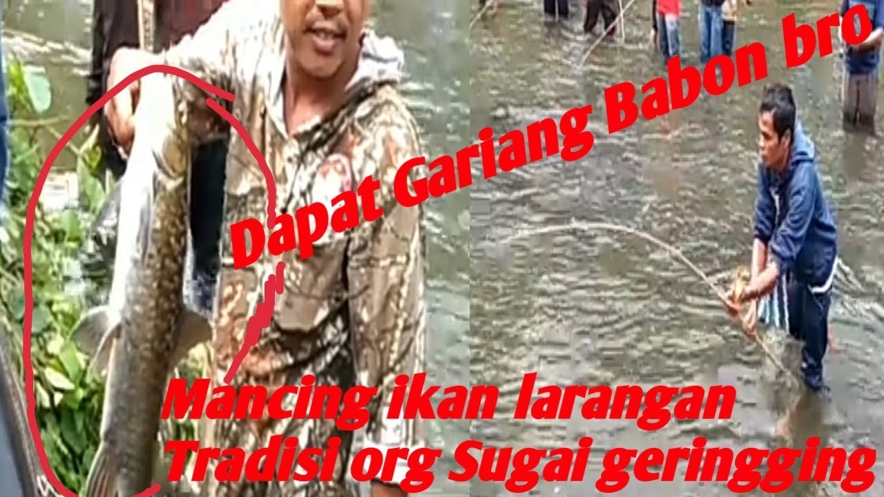 Mancing ikan Larangan || Tradisi Masyarakat Pariaman{IKAN GARIANG