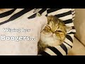 This is how I wipe Exotic Shorthair Kitten’s Boogers!!! の動画、YouTube動画。