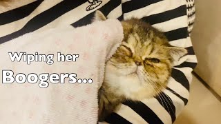 This is how I wipe Exotic Shorthair Kitten’s Boogers!!!