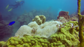 GoPro: Scuba Diving Saba 2014