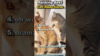 Top 5 Cats💀