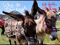 Not Quite a Chateau DIY 193 - Why do Donkeys have BIG Ears? - Wonkey Donkeys and Wonky Windows