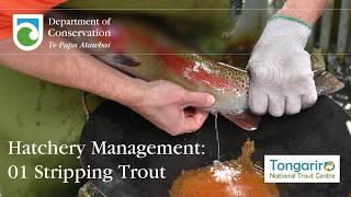 Trout hatchery management: Trout stripping