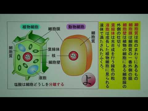 中学2年 植物細胞と動物細胞の違い 改訂版 Youtube