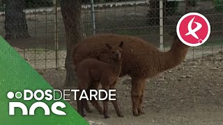 La alpaca bebé de Berlanga | Dos de Tarde