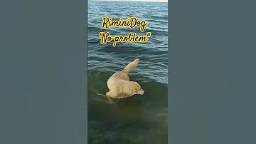 Tutte Le Spiagge DogFriendly In Italia Cani Spiaggia Mare Dogfriendly Dog Codascodinzolante 