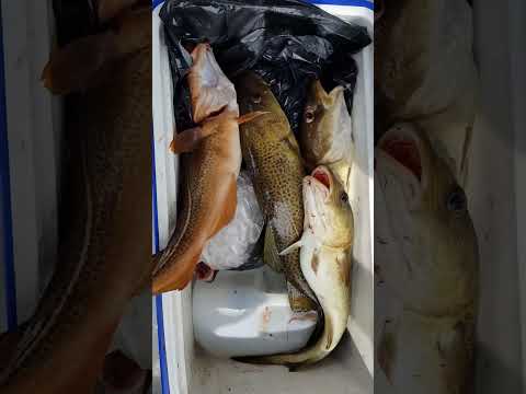 ​Giant Cod Caught on a <strong>Hook</strong>