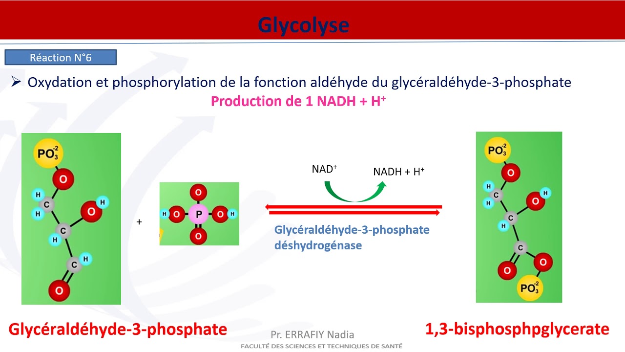 Métabolisme des glucides Glycolyse YouTube