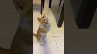 The Playful Cutest Kitty🐱❤️❤️-CATS That Will Bring You Joy🥰 #cutebaby #playful #catvideos