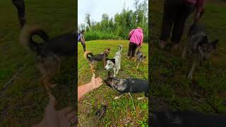 These Huskies Live for This Moment — Susitna Sled Dog Adventures 360° | #youneedalaska #dogsledding