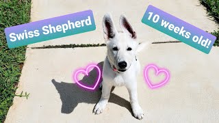 Swiss Shepherd Puppy 10 weeks old!  First week of training update.  Doing awesome!