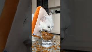 Funny Pets | 2024😂 Funny Dogs And Funny Cats Videos 🐱 🐕 😄 #63