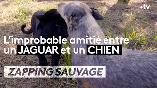 L'improbable amitié entre un jaguar et un chien -  ZAPPING SAUVAGE