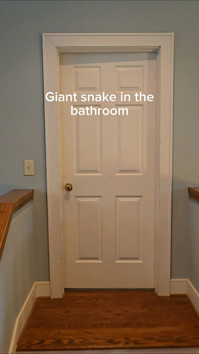 The biggest snake I've ever seen. Hiding in my bathroom. #reptiles #venomoussnakes #pets