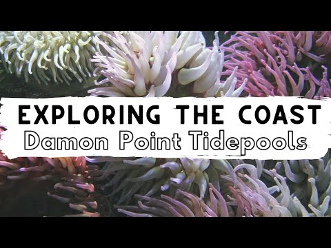 Exploring the Washington Coast: Damon Point Tide pools