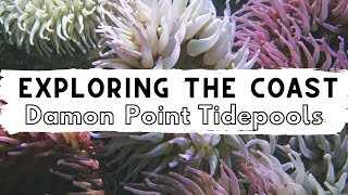 Exploring the Washington Coast: Damon Point Tide pools