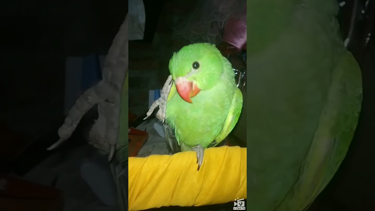 Funny parrot 
