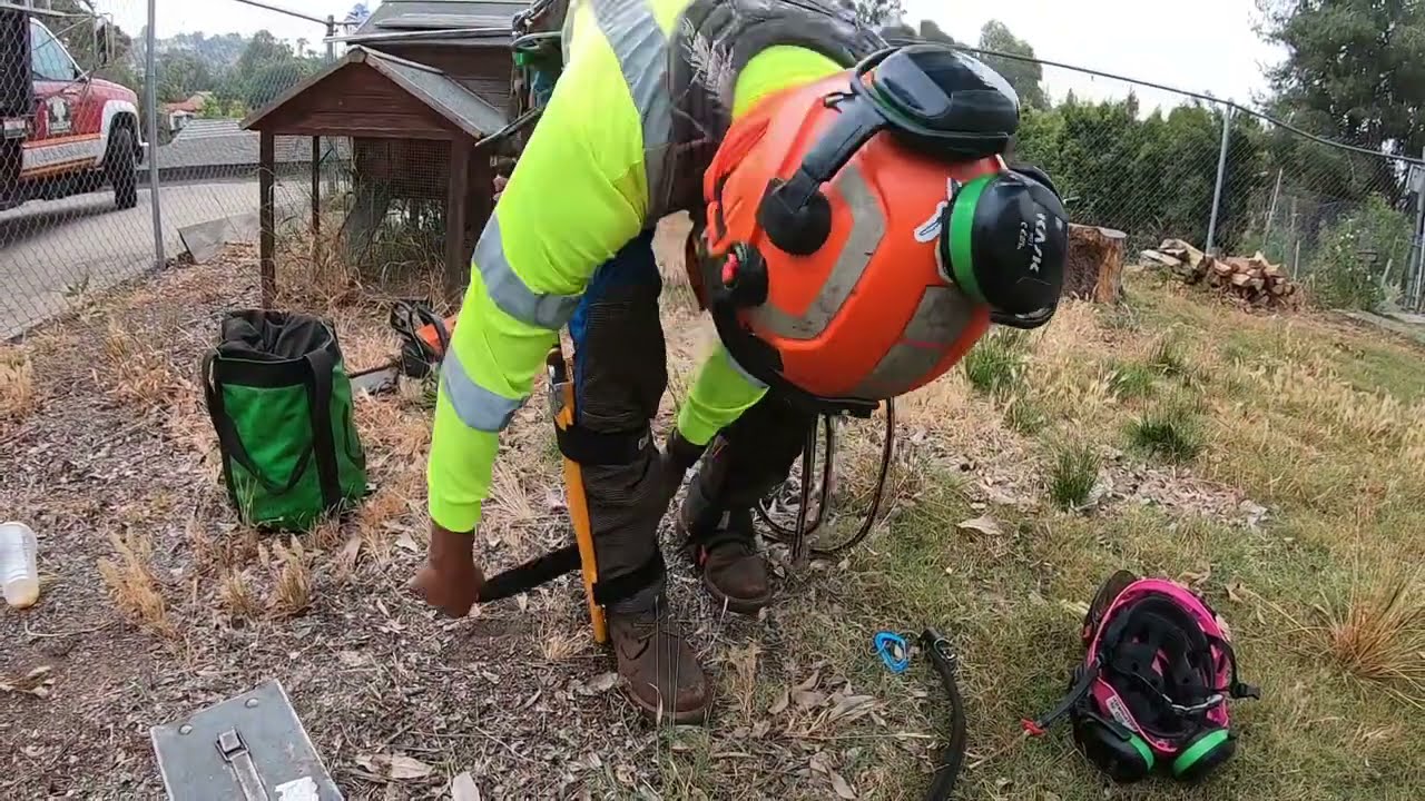 Derribo de Arbol de ash con soga y polea mucho  apeó