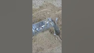[New] Plastic Bottle Mouse Trap | Best Mouse Trap - DIY Homemade Part 01