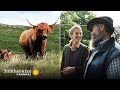 Highland Cows: Behavior and Characteristics