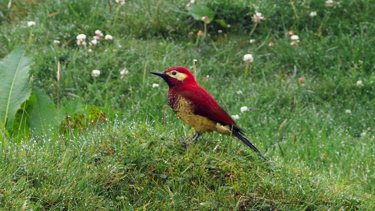 Crimson-mantled Woodpecker 