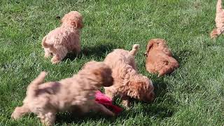 Mini Labradoodle Puppies For Sale