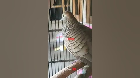 Perkutut Lokal Gacor Suara Besar !! Perkutut Kantong Semar #shorts