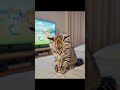 good cat… sleepy cat…3 #cat #cute #cutecat