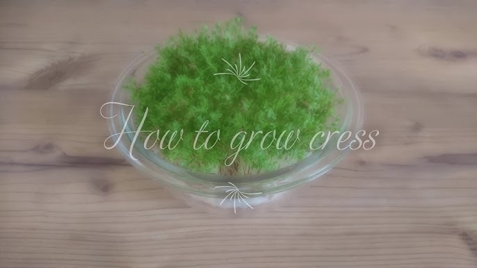 How to Grow Cress - Healthier Steps