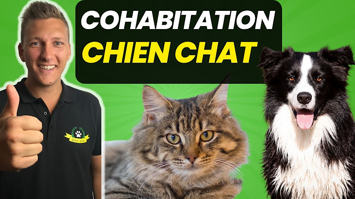 Ton Chien Attaque Ton Chat ? Fais Immédiatement Cette SOLUTION