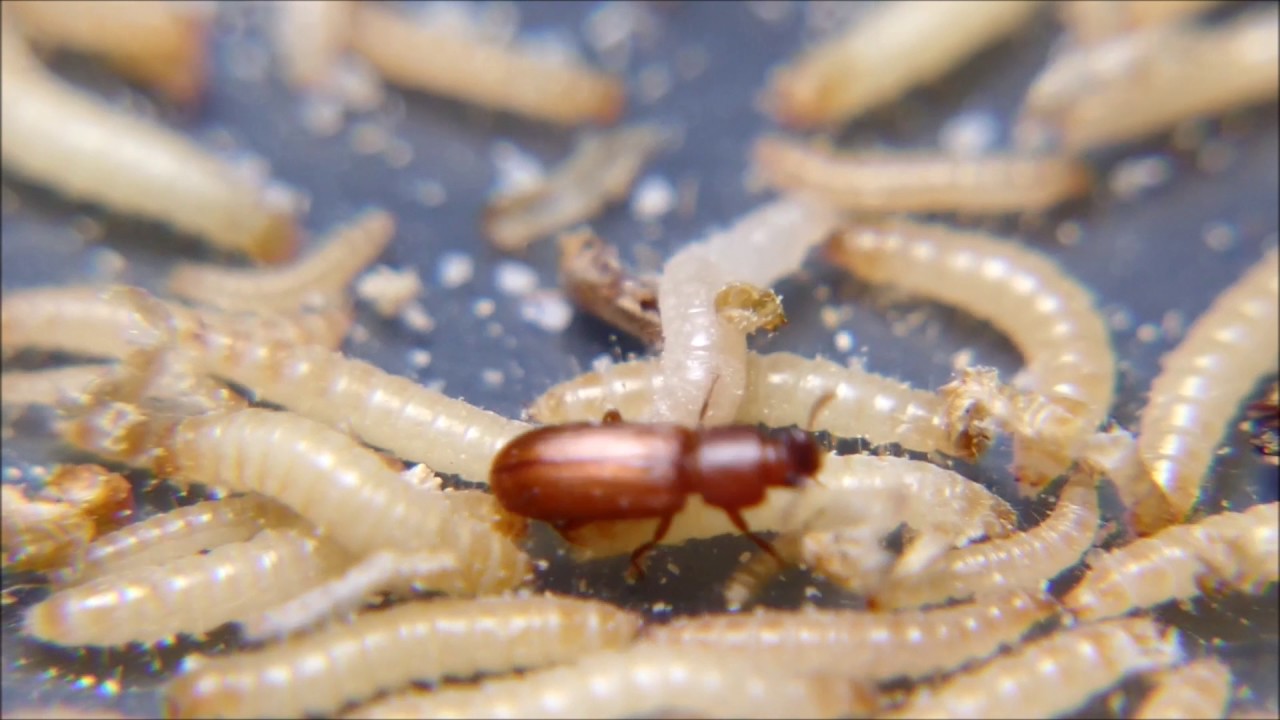 Confused Rice Flour Beetles (Tribolium confusum) with larvae - YouTube
