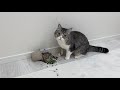 大事に育ててた猫草をひっくり返しちゃった猫の反応がこちらです…笑